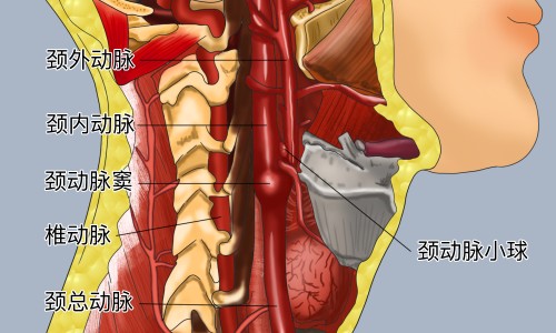 黄瓜敷脸的功效和副作用-敷黄瓜汁面膜的功效网 - 网站提供黄瓜敷面膜多久敷一次小常识、黄瓜敷脸的功效和副作用