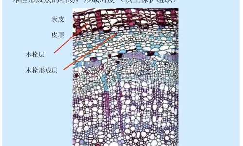 敷黄瓜汁面膜的功效网 - 网站提供黄瓜敷面膜多久敷一次小常识、黄瓜敷脸的功效和副作用